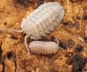 Isopods Armadillidium scaberrimum "sandstone Isopod 10 Mixed Sizes - Picture 1 of 1