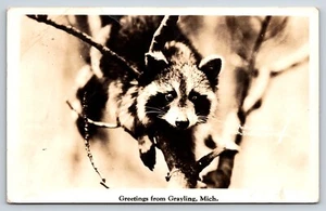 Postcard RPPC, Raccoon On a Branch, Grayling, Michigan Posted - Picture 1 of 2