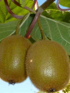 Albero di Kiwi Alberi da frutto Kiwi Impollinatore Albero da Frutta - Foto 1 di 1