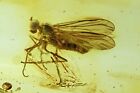 Nice Dance fly, Empididae. Fossil insect in Baltic amber #9284