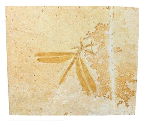 Malm Stenophlebia latreilli Vorzügliche Libelle Plattenkalk Eichstätt X18-4 - Bild 1 von 2