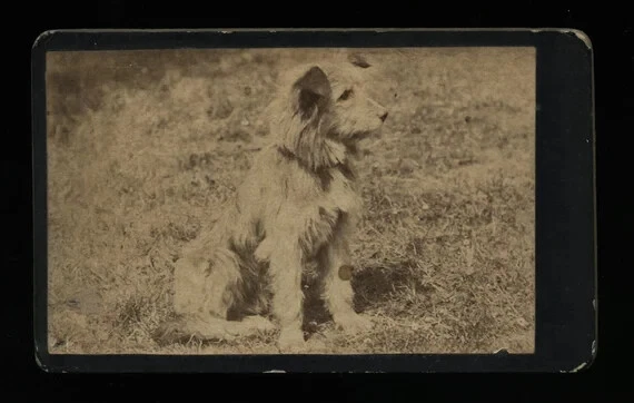 старинный 1800-х cdv фото милый предупреждение собака сфотографирована на открытом воздухе - Изображение 1 из 1