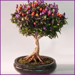 Chili Bonsai 15 Samen Mini Chili Rainbow Chili Samen Ertragreich Balkon Chili - Bild 1 von 1