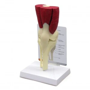 GPI Anatomical - #1060 - Muscled Knee Joint Anatomical model with Muscles - Picture 1 of 1