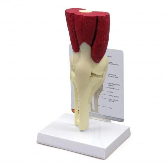 GPI Anatómico - #1060 - Modelo anatómico articulación de rodilla musculosa con músculos Foto 1 de 1