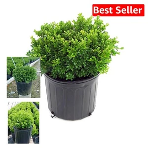 Container Grown Boxwood 'Tide Hill' - Compact Spreading Form for Sun or Shade - Picture 1 of 4