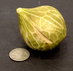 ANTIQUE Vintage ALABASTER MARBLE Italian Carved STONE FRUIT LARGE FIG Italy - Picture 1 of 5