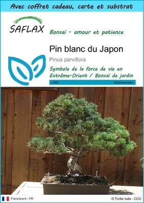 SAFLAX - Set cadeau - Pin blanc du Japon - 12 Graines - Photo 1/4