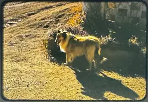 Cornice Rossa Collie Kodachrome Vintage 355mm Slide Cane Lassie Canino - Foto 1 di 4
