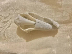 Rare Cone Shell Fossil - Picture 1 of 2