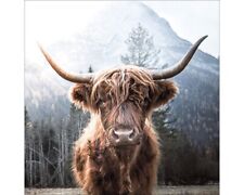 Glasbild Highland Cattle 50x50 cm