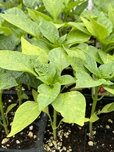 PIMENTO ELITE SWEET PEPPER LOT OF 3 Peppers LIVE PLANTS 75 Days Old - Picture 1 of 1