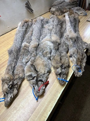 Tanned Alaskan Lynx Heavy Furred # 2 Grade W/Tails & Leg Sections ID BLUE TAG - Imagem 1 de 4