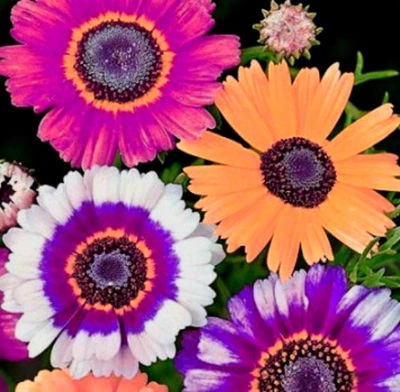 Beautiful Mixed Painted Daisy Flowers! 100 Seeds Comb. S/H  See our store! - Image 1 of 3