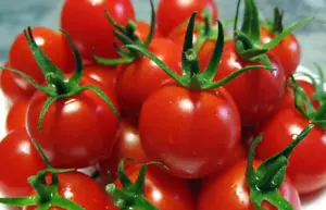 50 Tomato Seeds Red Cherry Method ORGANIC Seeds Plants Vegetable Vegetables - Picture 1 of 3