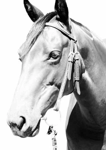 WILD HORSE - Black & White Poster Picture Print Sizes A5 to A0 **FREE DELIVERY** - Foto 1 di 7