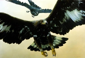 Carl Brenders senza preavviso - Aquila d'oro e corvo - Fauna selvatica - Foto 1 di 1
