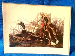 Audubon Mallard Color Print 9x12 Loc A - Picture 1 of 5