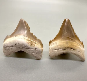 Small Pair of Sharply Serrated Fossil CHUBUTENSIS Teeth - Miocene, Peru - Picture 1 of 5
