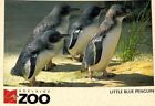 L2876 Australia SA Adelaide Zoo Little Blue Penguin postcard