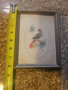 Quadro uccellino vintage 1950 con vere piume di uccellino - Foto 1 di 5