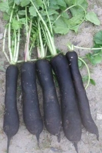 Maxi Lot De 5x200 Graines De Radis Noir Gros Long D'Hiver Semences Graines Seed - Foto 1 di 1