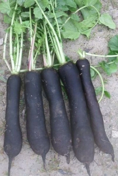 Lot De 200 Graines De Radis Noir Gros Long D'Hiver Semences Graines Seed - Photo 1/1