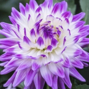 US-Seller Rare Beautiful Perennial Dahlia Flowers Seeds 20PCS - Picture 1 of 2