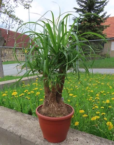 Elefantenfuß Beaucarnea recurvata, verzweigt Nr 1 22.4. - Bild 1 von 7