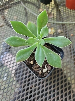 Echeveria harmsii 'Ruby Slippers' Furry Plush Succulent (2'' Pot) - Image 1 of 2