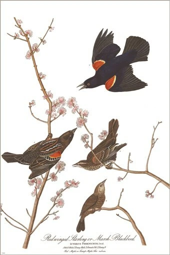 Póster artístico ilustración vintage de estornino alado rojo de John James Audubon 20x30 Foto 1 de 1
