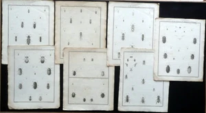 Sieben Tafeln Gravuren Insekten Entomologie Audebert Primo '800 - Bild 1 von 1