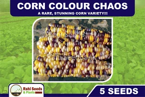 Corn Colour Chaos - A Rare, Stunning Corn Variety!!! - 5 Seeds - Picture 1 of 7
