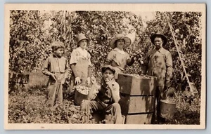 Postcard RPPC Orchard Harvest Scene Family Picking and Boxing Apples A4 - Picture 1 of 2