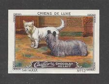 New Listing1931 Nestle Cailler Kohler Dog Art Card West Highland White Skye Terrier Dog