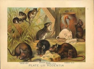 Original Antique 1880 Chromolithograph HARVEST MICE WATER RAT BARBARY MOUSE [l.. - Picture 1 of 1