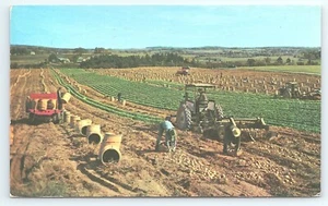 Postal Cosecha de papa en el condado de Aroostook Maine publicada 1959 - Imagen 1 de 3