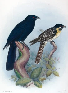1899, J.F. KEULEMANS, H. GRØNVOLD, R. GREENE HANDCOLOR ON BIRDS OF AUSTRALIA W4Q - Bild 1 von 5