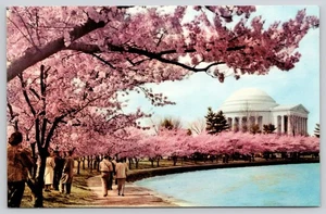 Postcard Washington DC Cherry Blossom Thomas Jefferson Memorial Tidal Basin - Picture 1 of 2