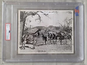 SEABISCUIT W/ HIS FIRST LITTLE BISCUITS - 1941 PSA Type 3 Press Wide World Photo - Picture 1 of 5