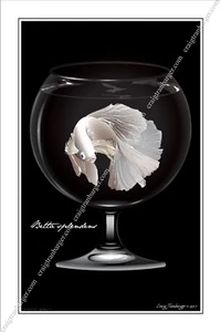 Betta,splendens,Betta splendens,Siamese,fighting,fish,goblet,aquarium,tropical,W - Picture 1 of 2