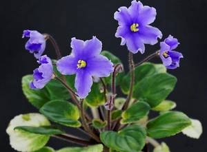 OS-Liskiny Glazky(S.Osipova) 2 Blätter/2 leaves  African Violet Usambaraveilchen - Bild 1 von 1