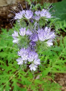 2000 Semi Facelia Phacelia Tanacetifolia seeds - Foto 1 di 1
