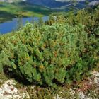 Zwerg-Kiefer Pinus pumila Kriechkiefer 3 Samen Raritt