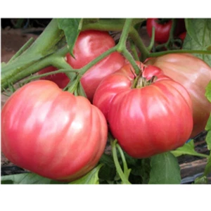 50 semi pomodoro di SORRENTO Solanum lycopersicum - SEMI FRESCHI - - Foto 1 di 2