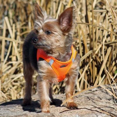 American River Hunter Orange Dog Harness Ultra Choke-Free Mesh  -  XXS-3XL Foto 1 de 3