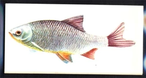 Craven Black Cat (Carreras) Sport Fish 1978 - Roach No. 2 - Picture 1 of 2