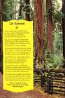Postcard The Redwoods Sequoia Sempervirens  Big Sur Oregon {y}
