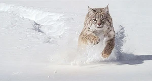 Daniel Smith SNOW BLOWER, Canadian Lynx, giclee canvas #19/50 - Picture 1 of 1