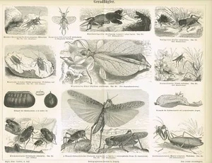 Tafel GRILLEN / SCHABEN / HEUSCHRECKEN / GOTTESANBETERIN 1889 Original-Holzstich - Picture 1 of 1